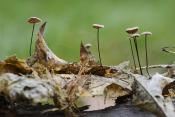 Paardenhaartaailing (Gymnopus androsaceus) 10-2025 2304